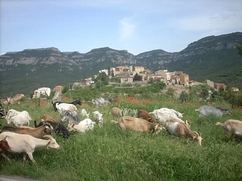 Imatge d'arxiu d'un ramat de cabres pasturant a Capafonts (Baix Camp)